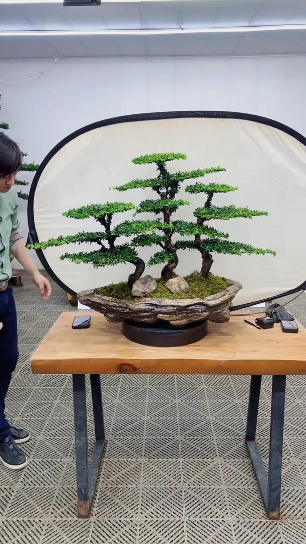 无花朵造型盆景一物一拍