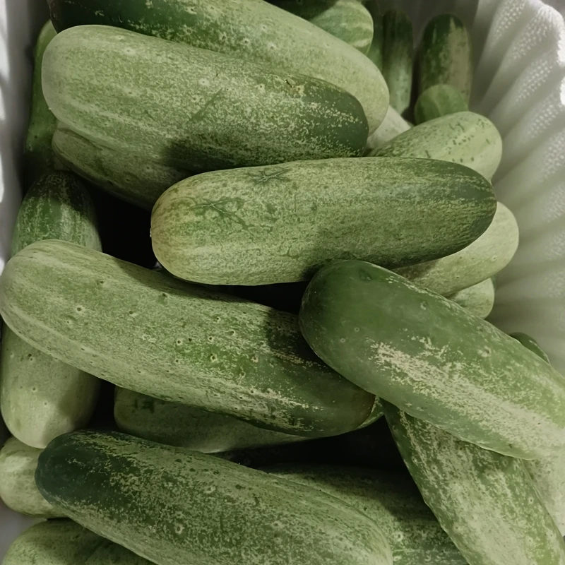 云南本地老品种脆甜黄瓜