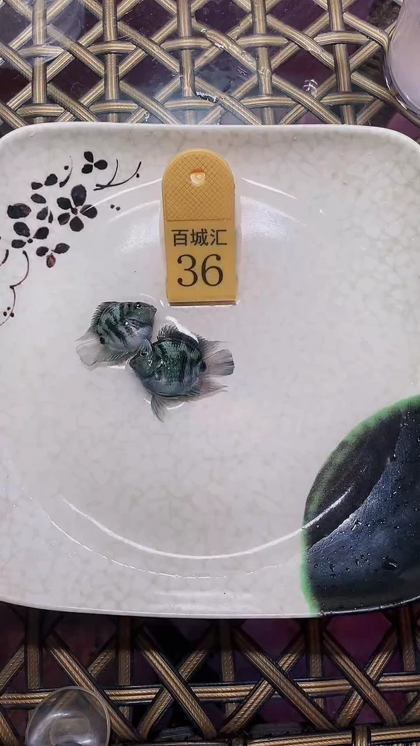 鹦鹉鱼12345555555