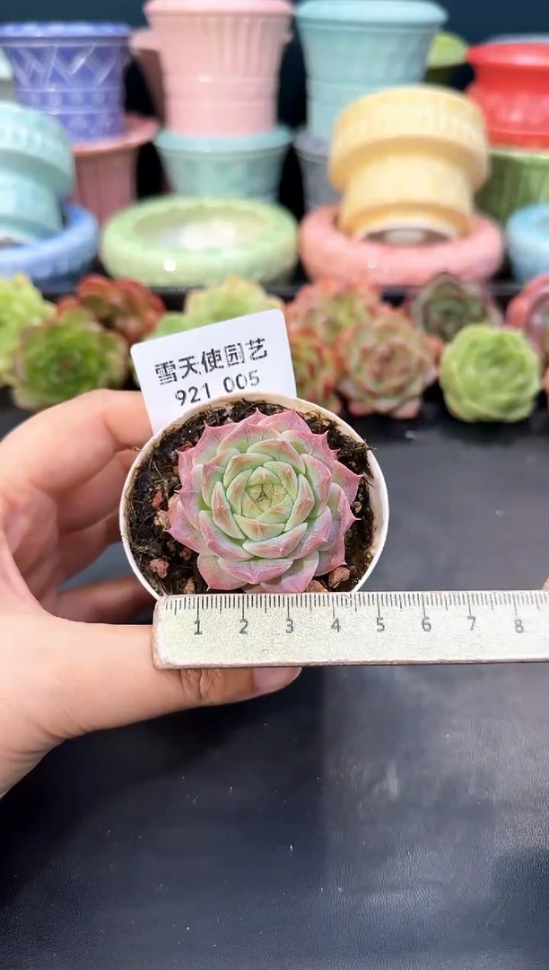 921-005青山(冠幅5CM)