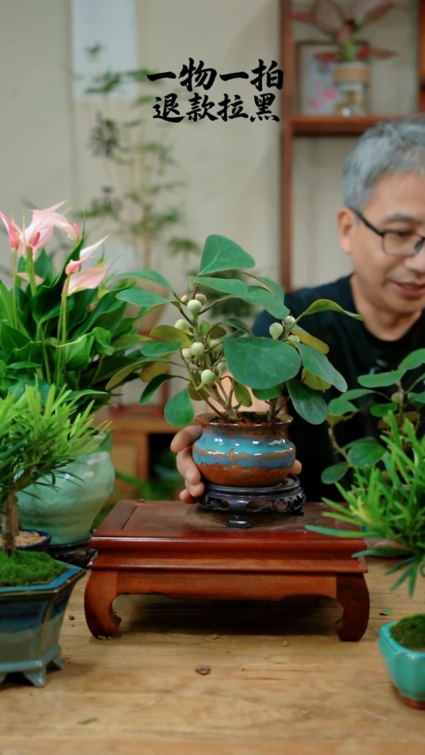 完全开放格*菩提639