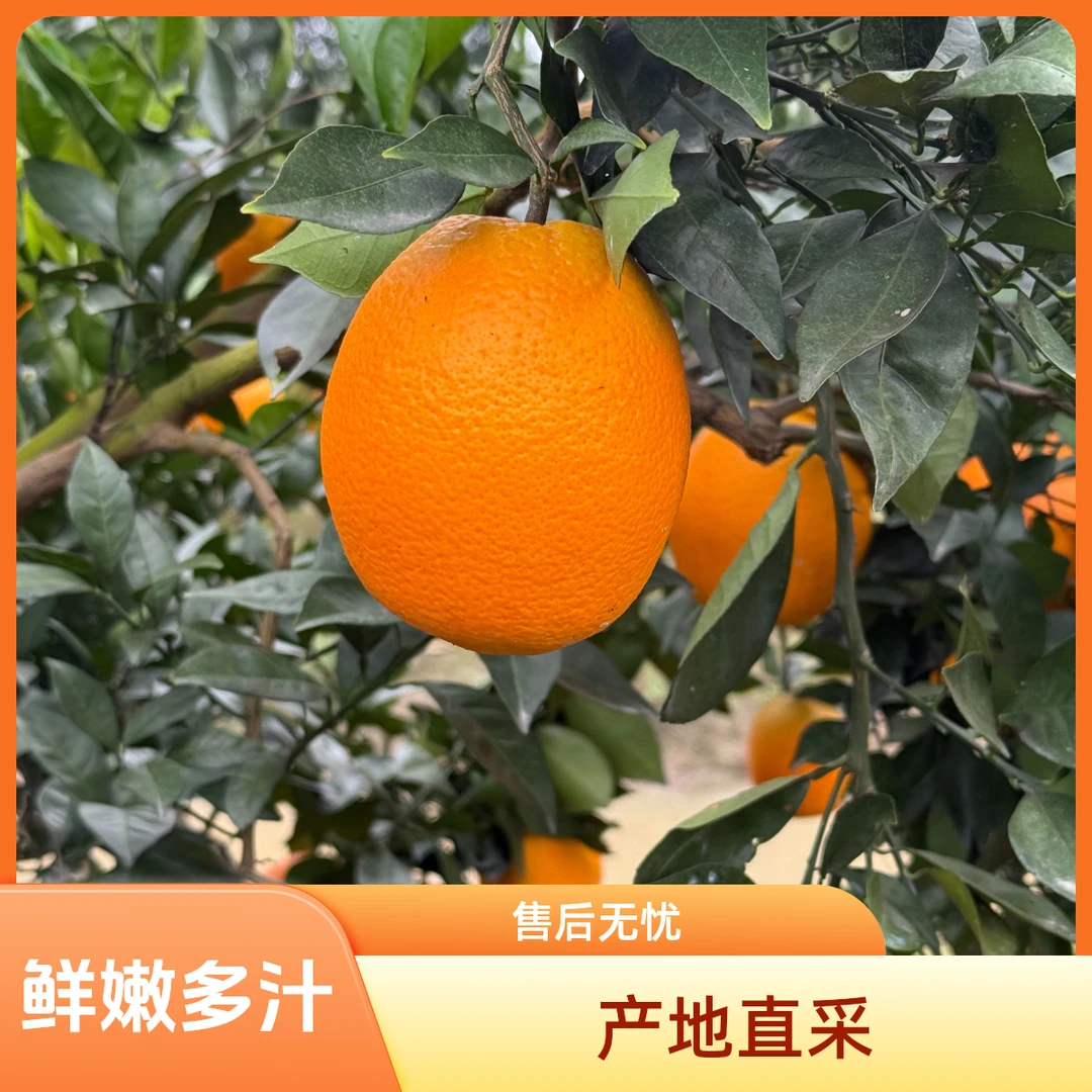 湖北宜昌纽荷尔送礼橙子脐橙新鲜水果当季产地直采老人孕妇小孩
