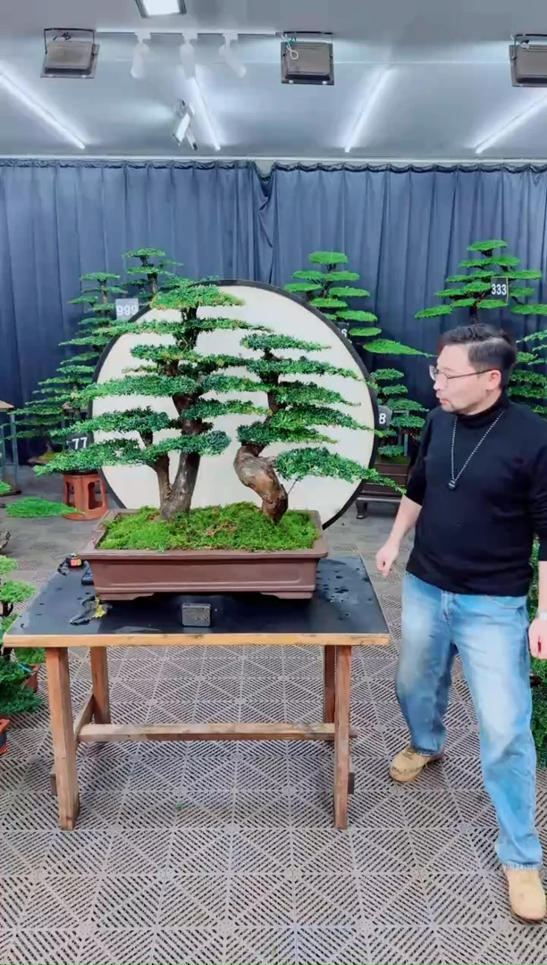 无花朵迎客松111罗汉松