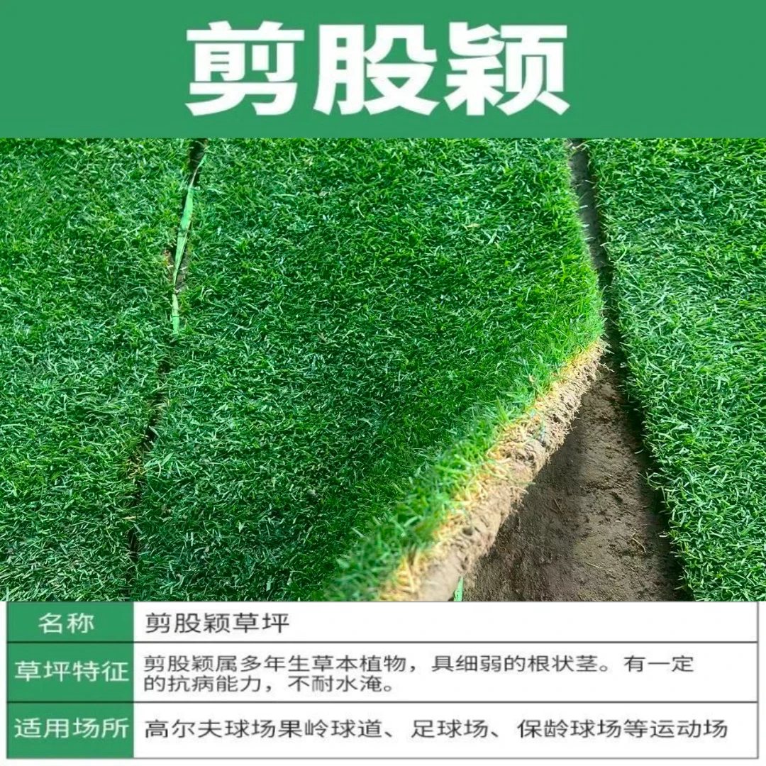 剪股颖带泥土草坪真草皮马尼拉四季青果岭草别墅园林绿化护坡草坪