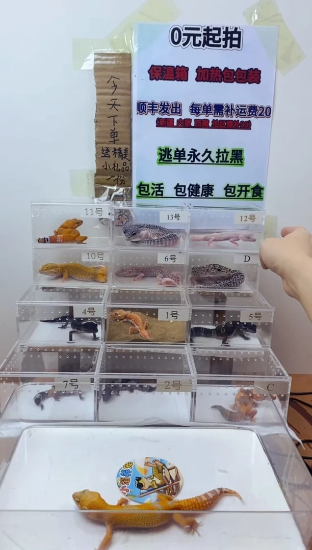 豹纹守宫豹纹守宫幼苗亚成体成体
