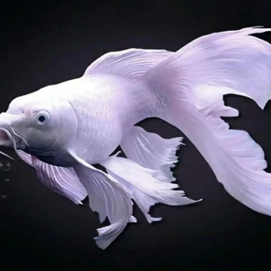 白色蝴蝶鲤精品球大鳍大尾冷水活物售出请拍开箱视频否概不售后