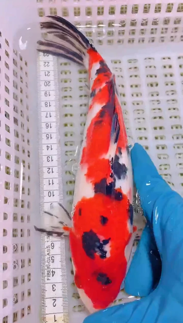 锦鲤冷水观赏鱼全场包邮83