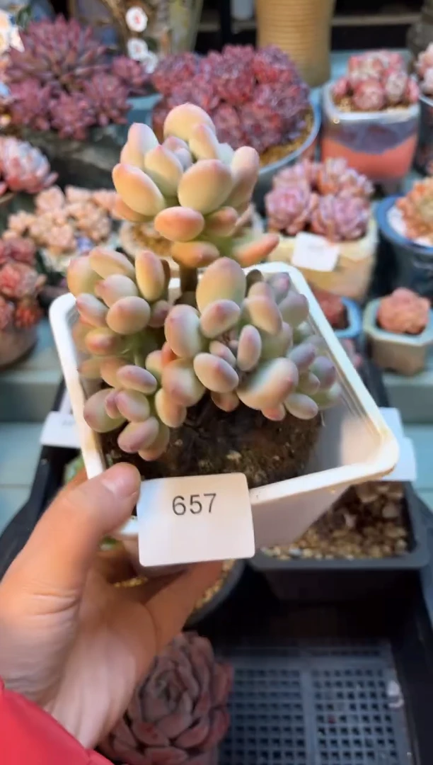 657群生老桩三日月美人多肉