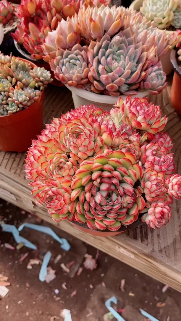 【闪购商品】19243多肉