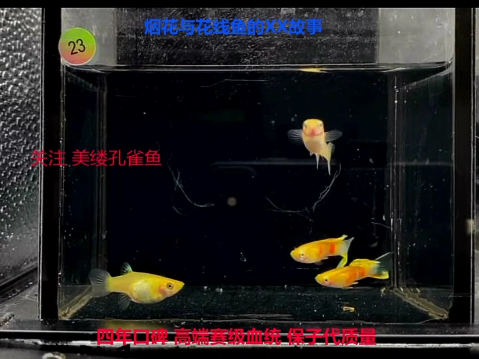 孔雀鱼黄化维也纳底剑亚成2对