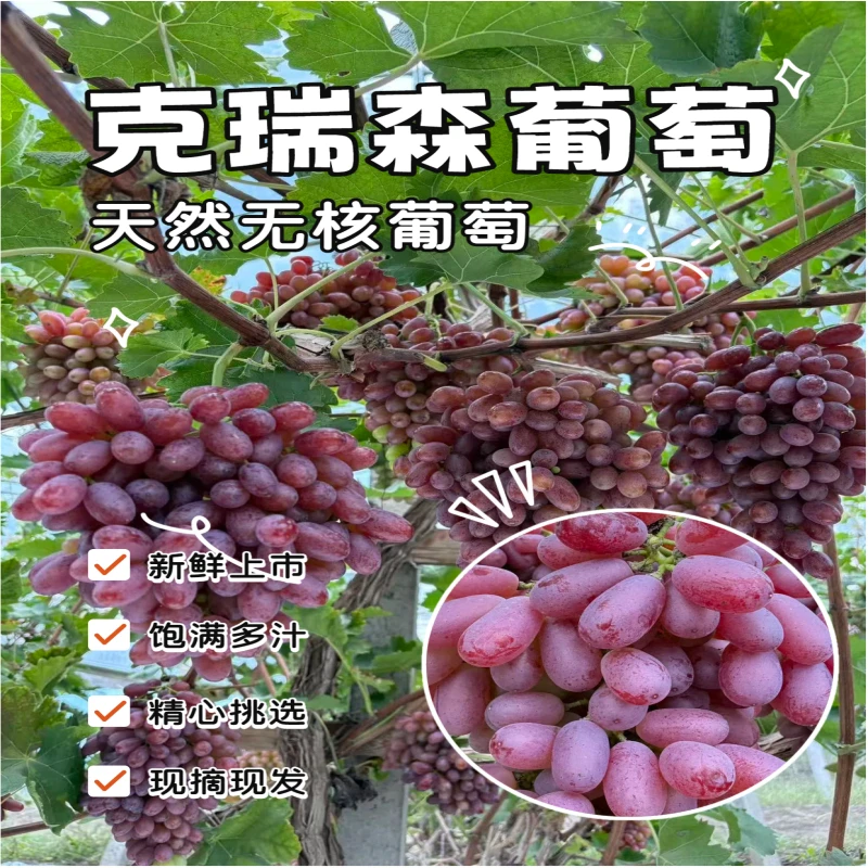 现摘克瑞森葡萄无籽红提酸甜爽口新鲜应季水果