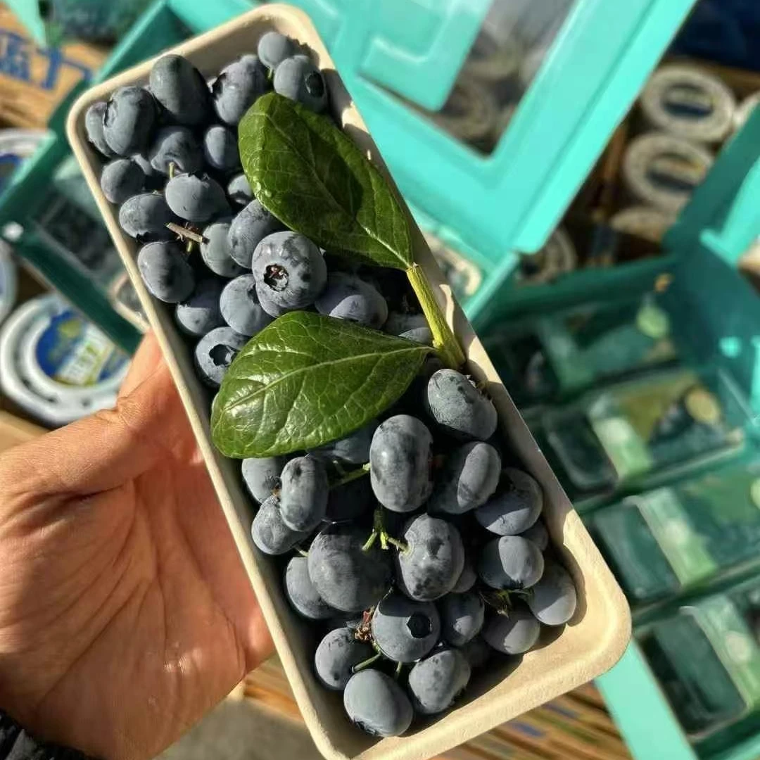 【陈灵岳甄选】“枝冠”新鲜串果蓝莓4合1礼盒装一箱 单盒净重250g