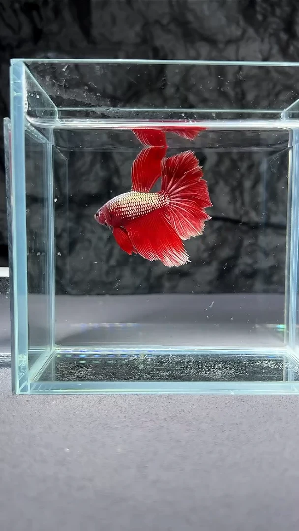 斗鱼竞拍链接160