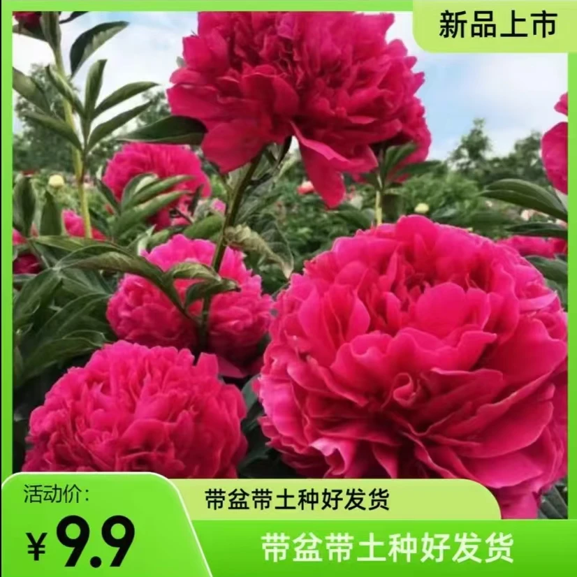 【栽好发货】耐寒大花重瓣芍药根快带芽盆栽地栽好养活南方北方种植