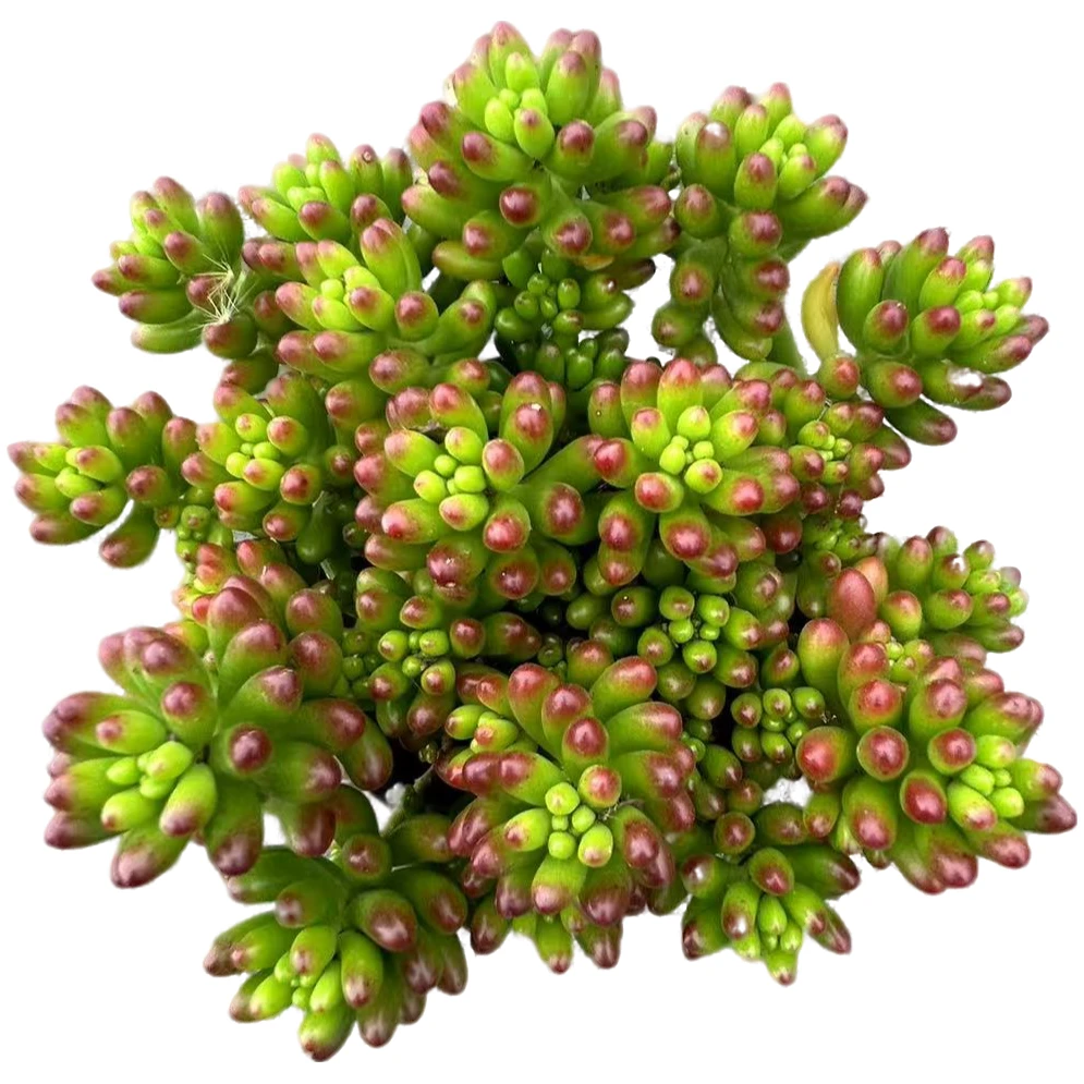 虹之玉带盆土多肉植物室内绿植净化空气