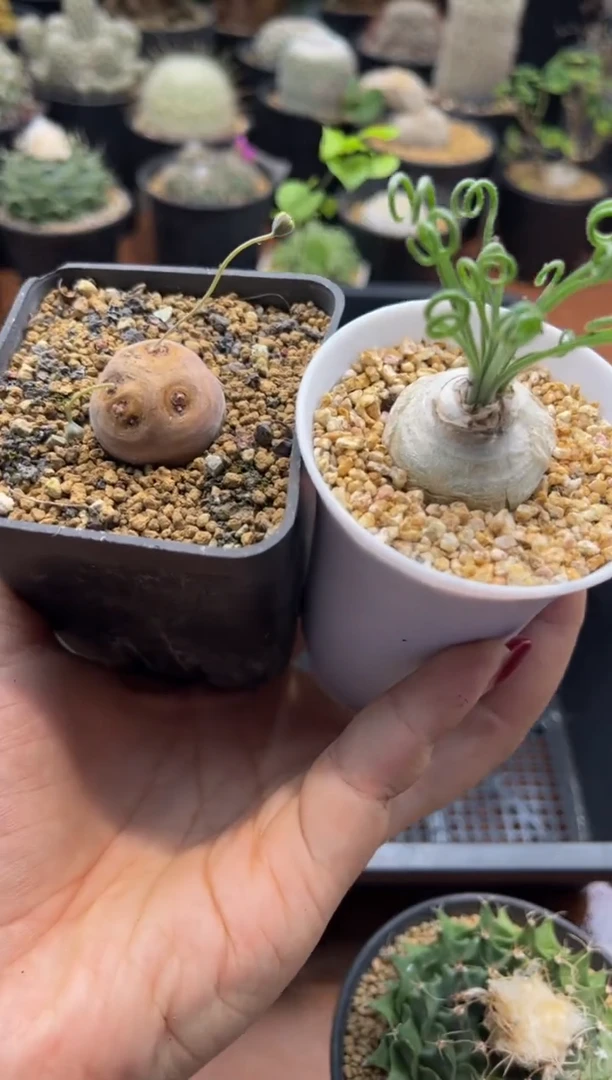 ?*?红苹果专拍格加毛叶组合
