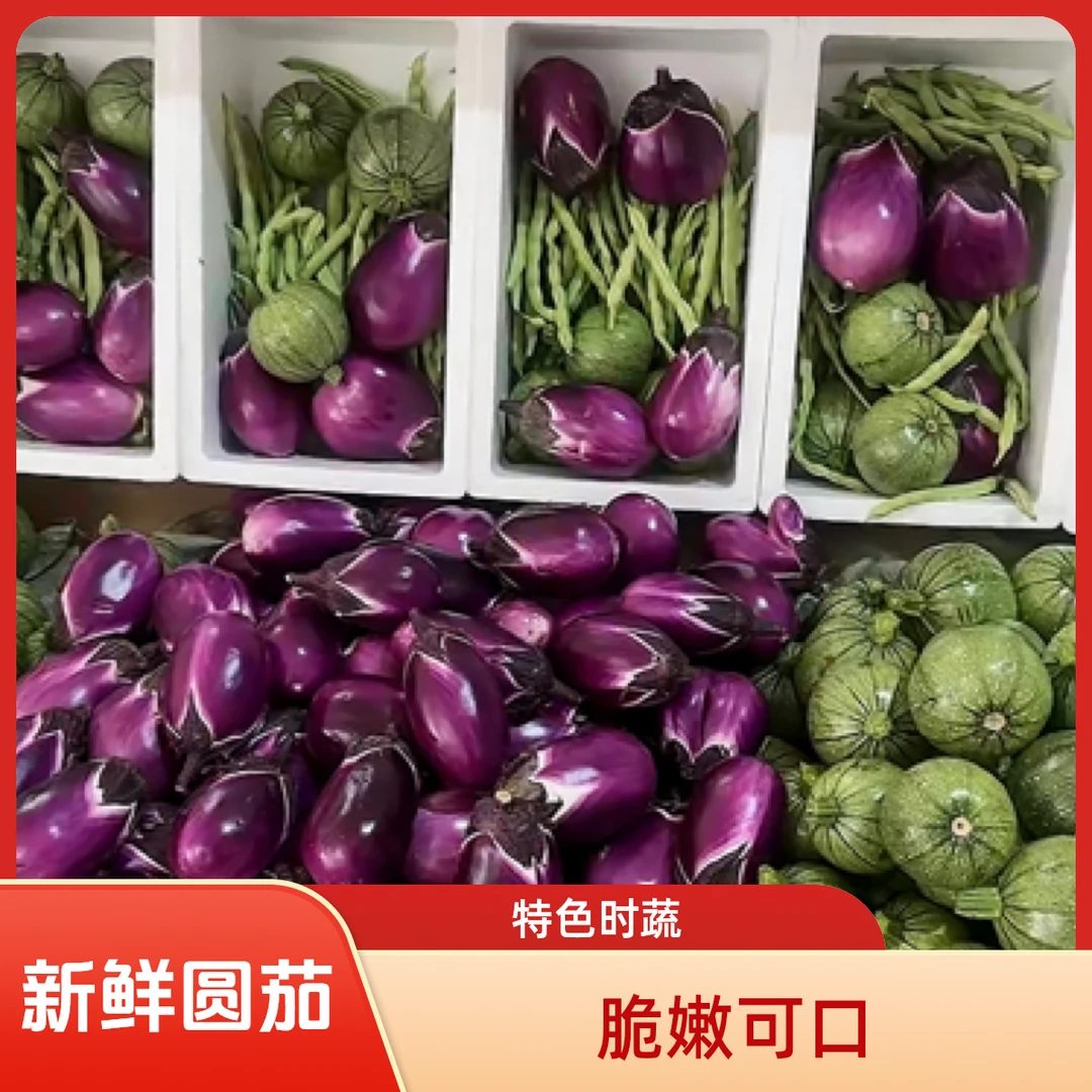 贵州新鲜紫脆茄咖喱茄新鲜紫色小圆茄生吃薄皮嫩糯