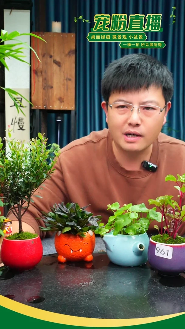 无花朵如*苔藓微景观961号