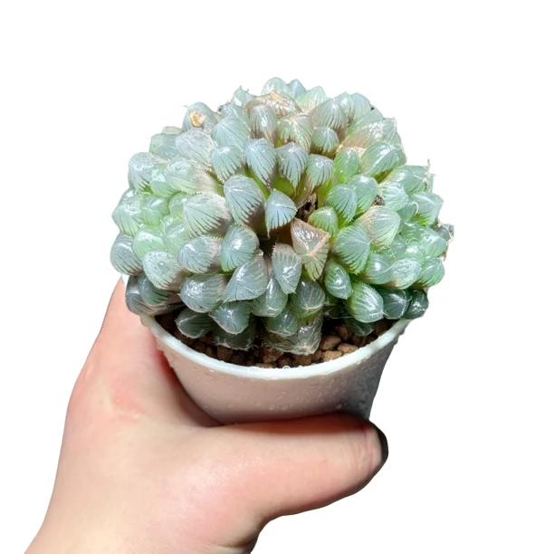 【多头蓝镜群】十二卷新手好养多肉植物根系带土原盆栽培种植拍下发