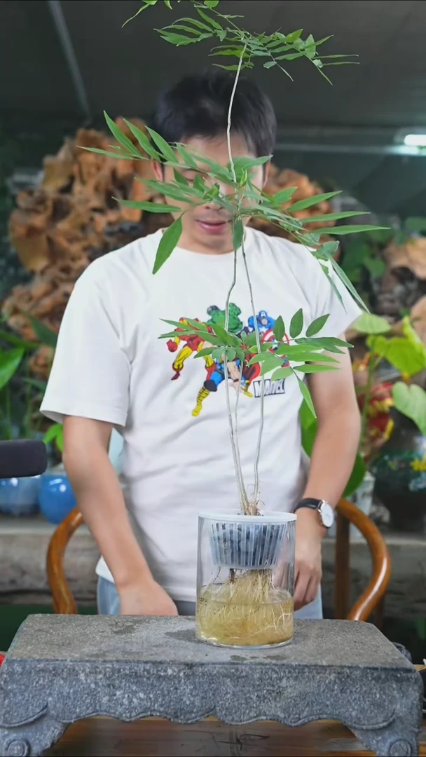 完全开放菩提204+