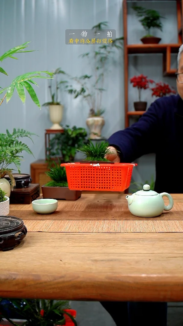 完全开放坚****利菖蒲378