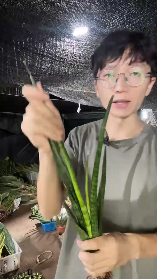 矮人虎皮兰裸根14.8