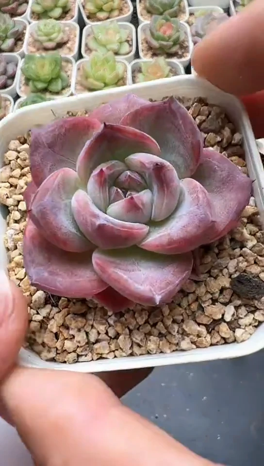 240F云禹多肉植物 默认脱土纸巾打包 3颗包邮