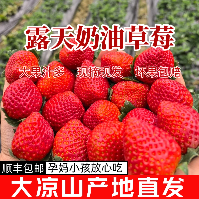 【顺丰包邮】四川大凉山露天草莓现摘草莓新鲜现货非丹东99草莓