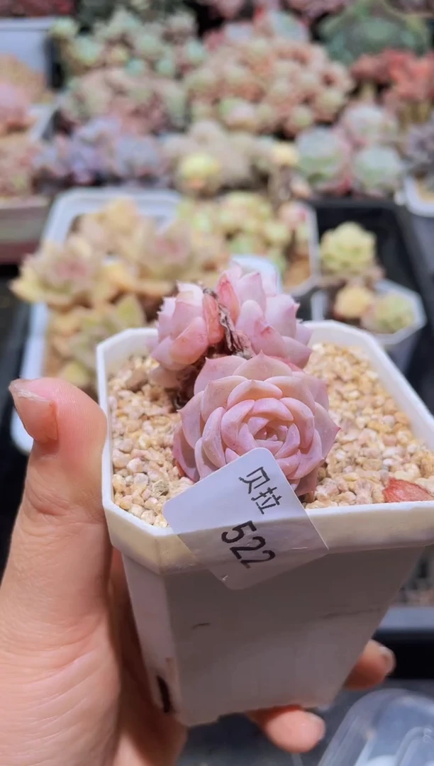 【闪购商品】522无名雪