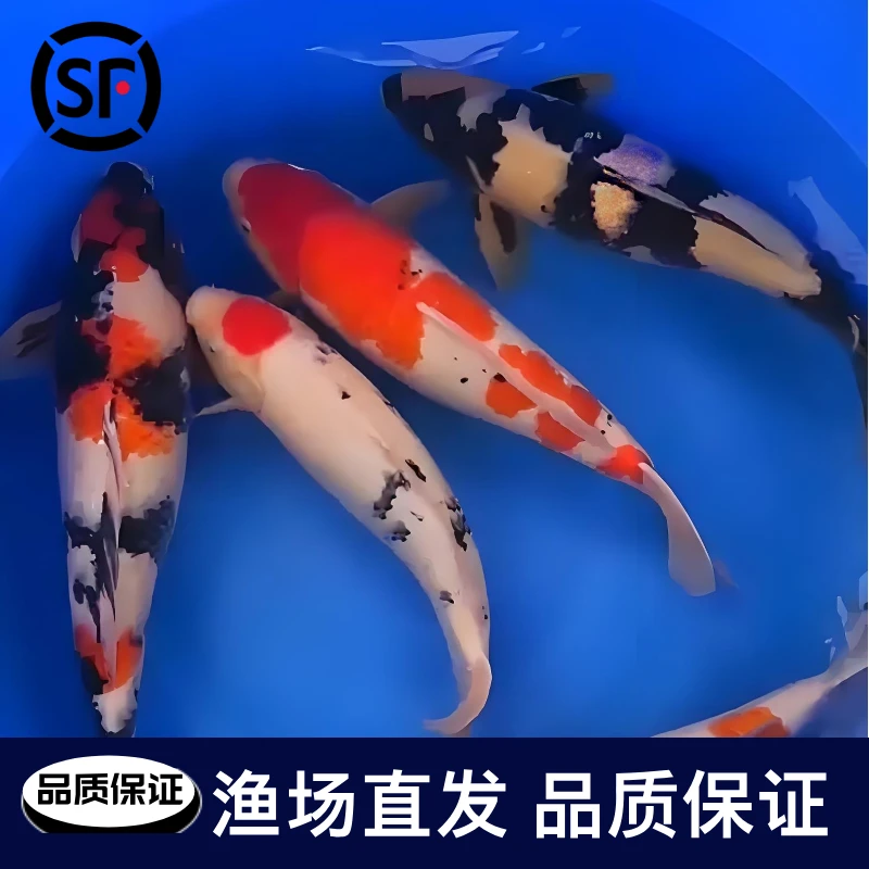 31-36锦鲤活鱼观赏鱼冷水淡水鱼好养耐活观赏鱼纯种三色红白锦鲤