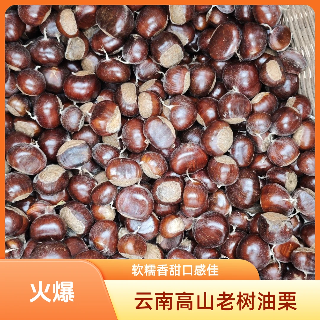 2025云南头茬新鲜高山老树油栗313软糯香甜