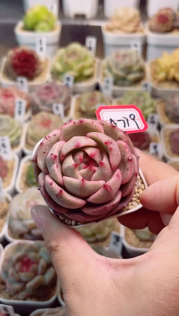 A779锦上添花一物一拍
