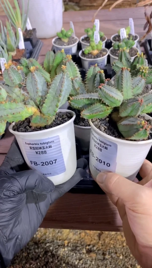 【闪购商品】蛇神玉FB-2007+2010