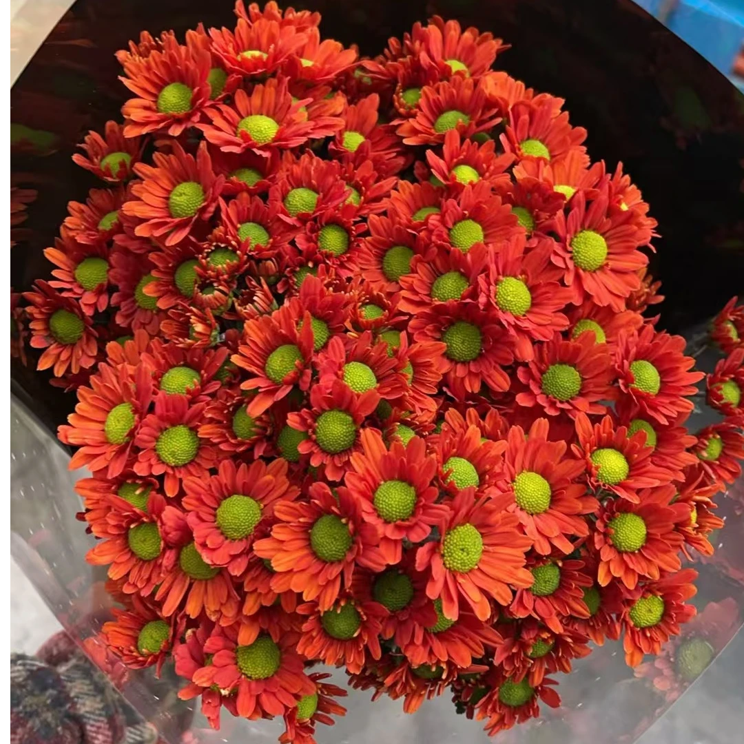 暖洋洋 小雏菊全店任意N单一个运费