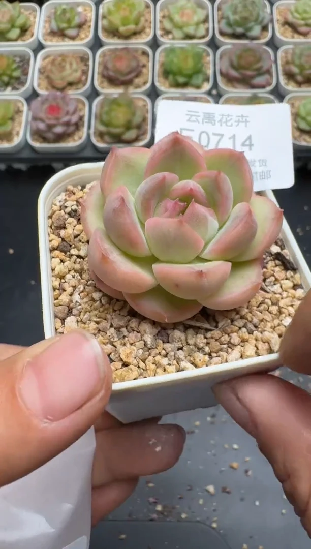 714E云禹多肉植物 带盆土纸巾打包 3颗包邮