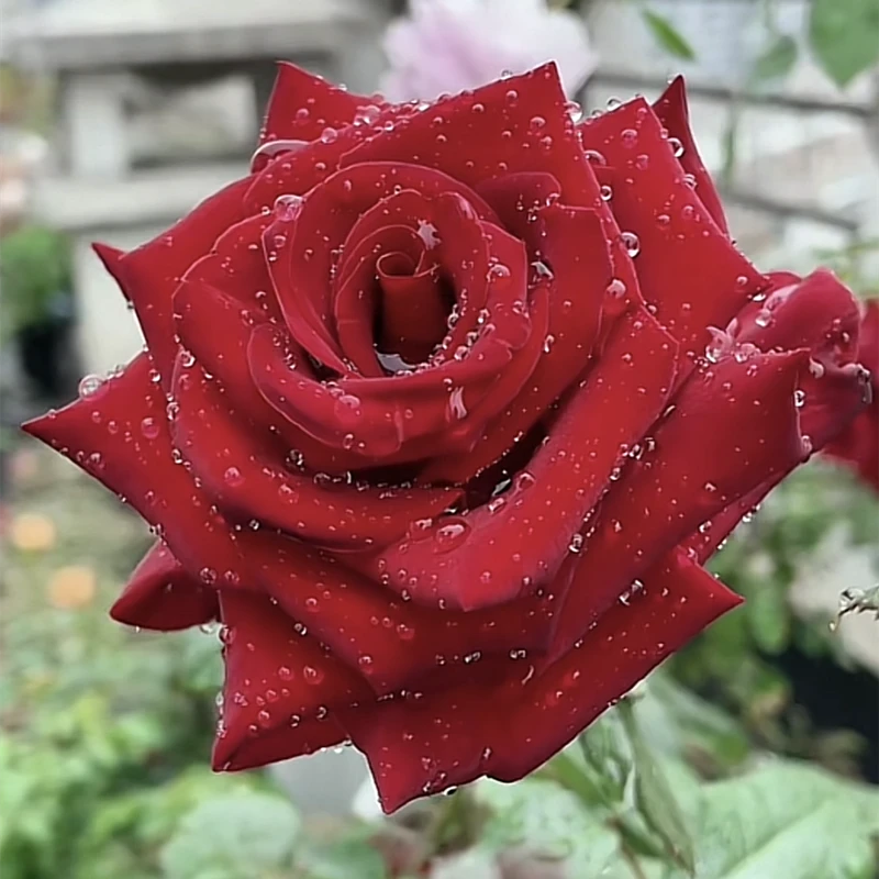 红巴克 云南玫瑰花苗大花浓香四季开花月季老根花卉绿植盆栽植物