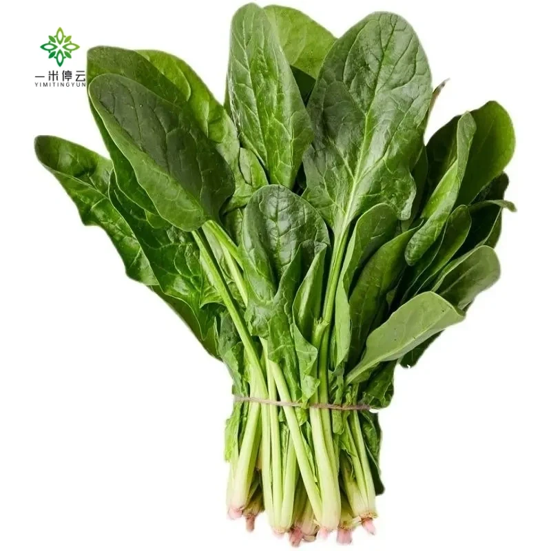 山东寿光鲜菠菜200g±5g/份