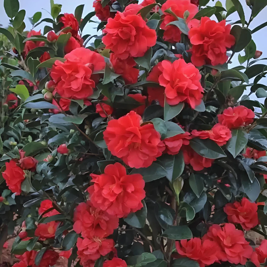 庭院耐寒花卉植物大型山茶花树苗四季常青耐冬耐冻茶花树苗绿植花