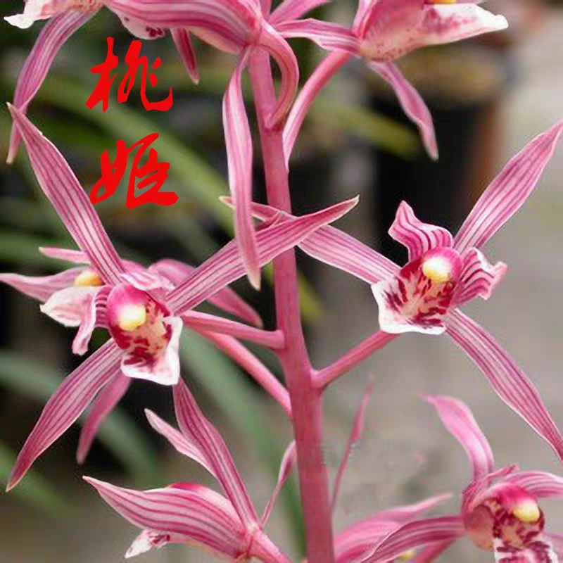 桃姬 墨兰红花铭品 开花浓香 室内高端盆栽花卉 国兰 兰花