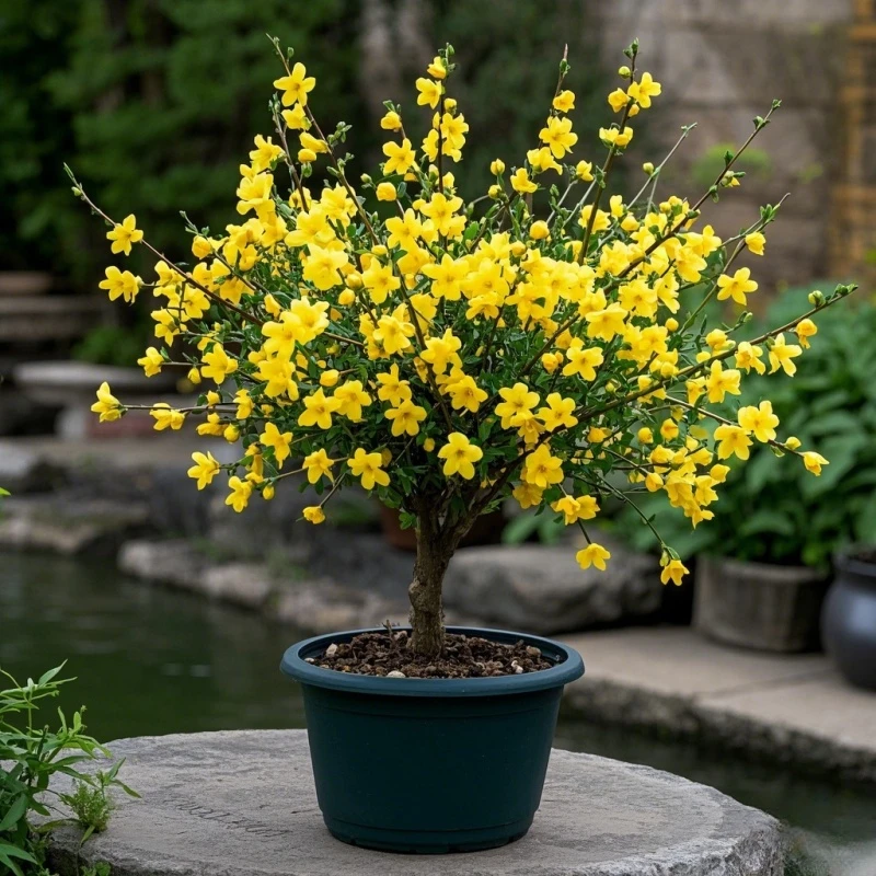 迎春花盆栽迎春花苗四季开花耐寒热爬藤植物阳台庭院花卉当年开花