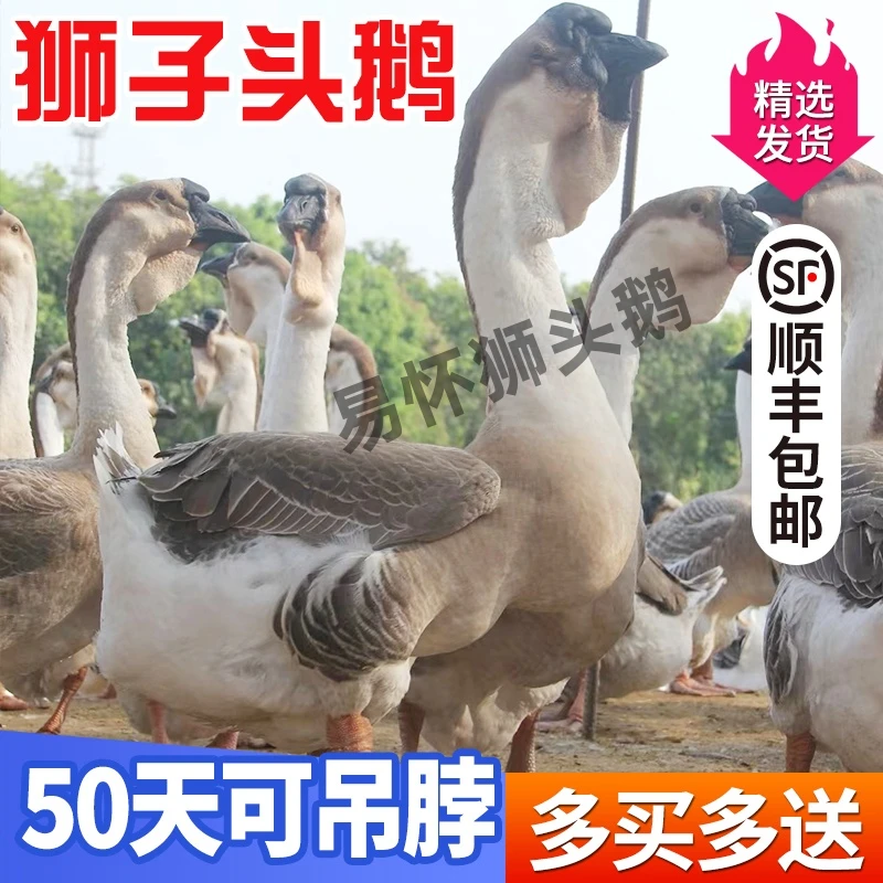 3两左右（狮头鹅）正宗纯种顺丰包邮宠物鸭活体禽类活体