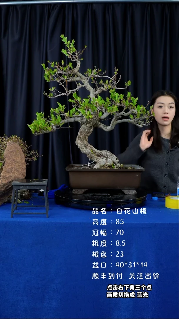 【闪购商品】白花山楂日本