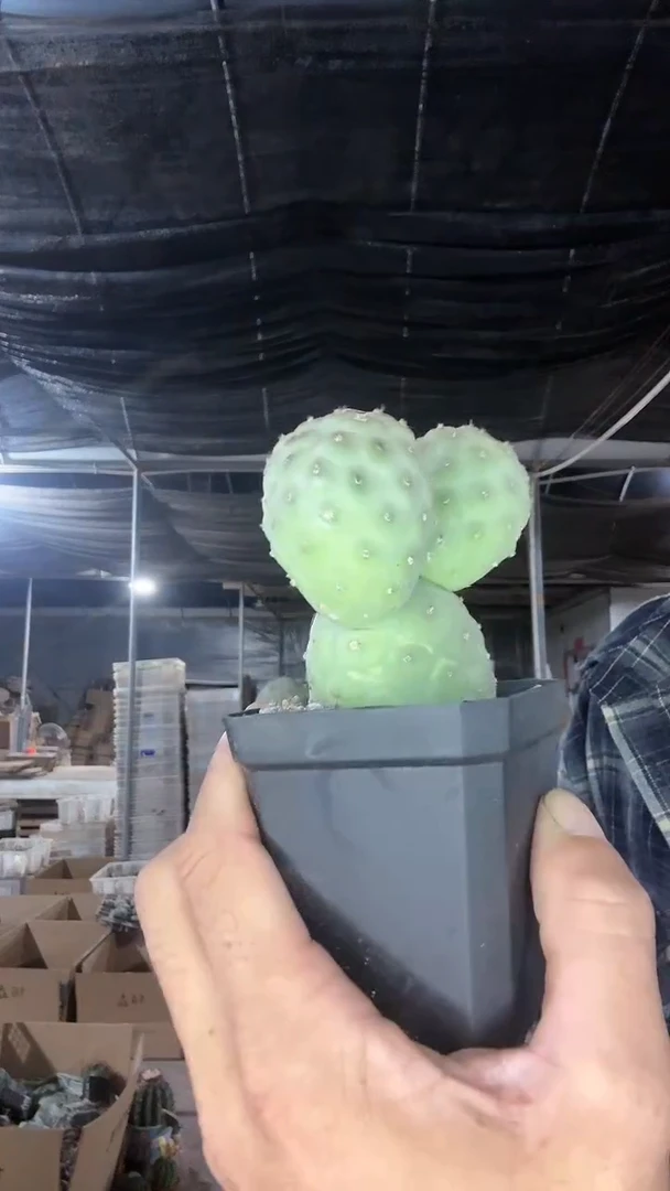 自根习自野四头39.99