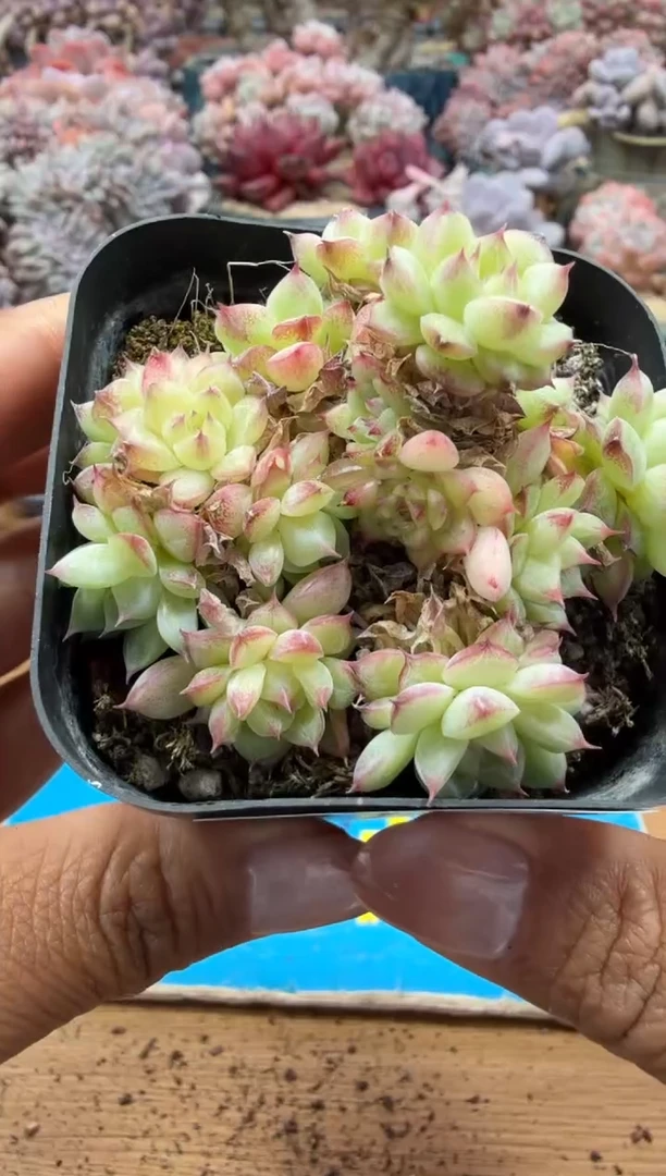 东云多肉园二店-256