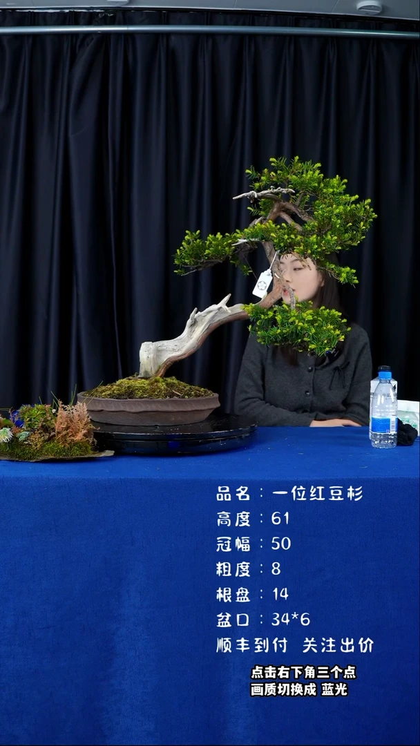【闪购商品】红豆杉日本