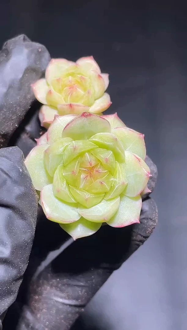 944琉璃盏3-4厘米量拍发一颗多肉