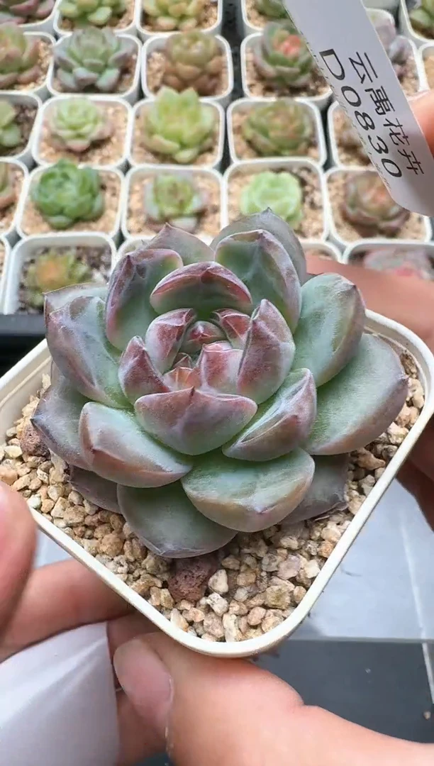 830D云禹多肉植物 带盆土纸巾打包 3颗包邮