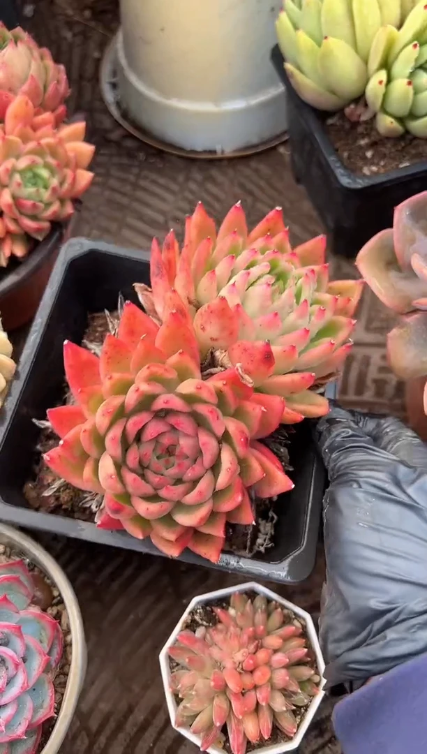 ^****^多肉植物一物一拍18225