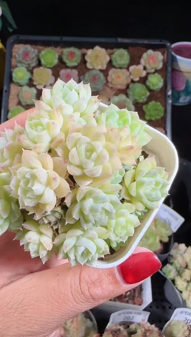 1105-205麦秆群带盆土不包整