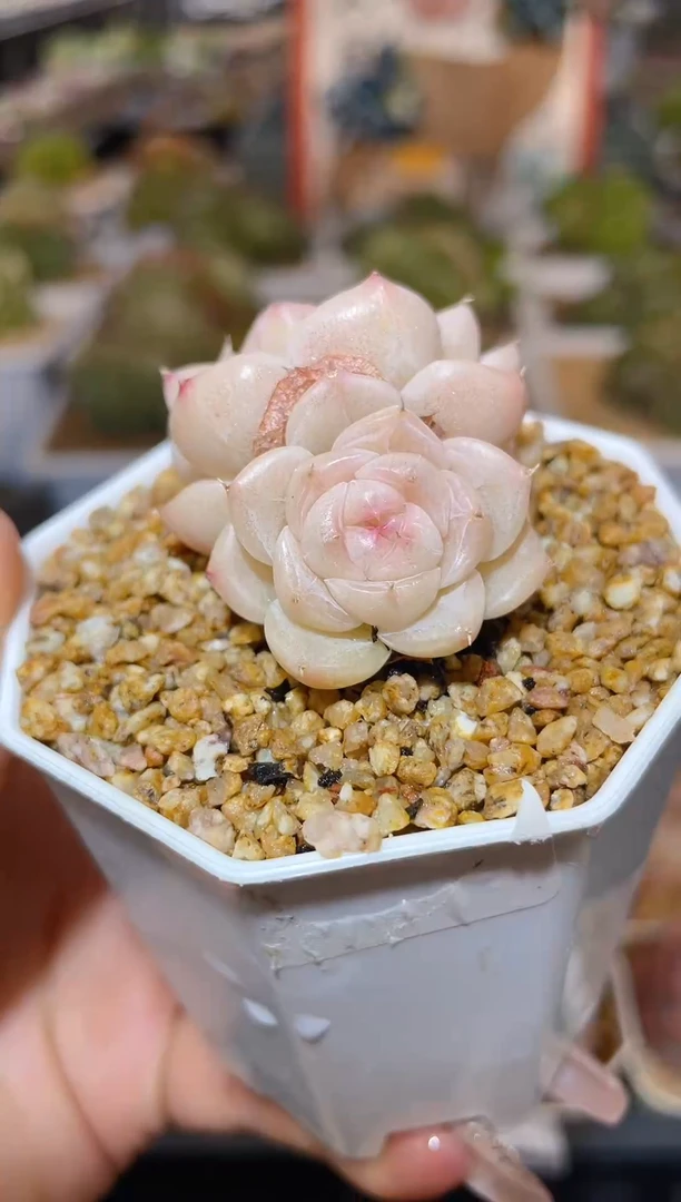 【闪购商品】110粉小胖